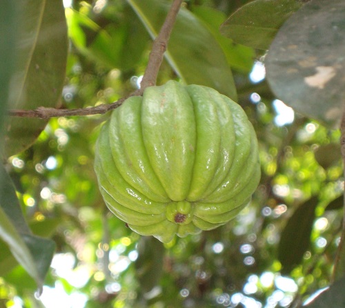 garcinia combogia